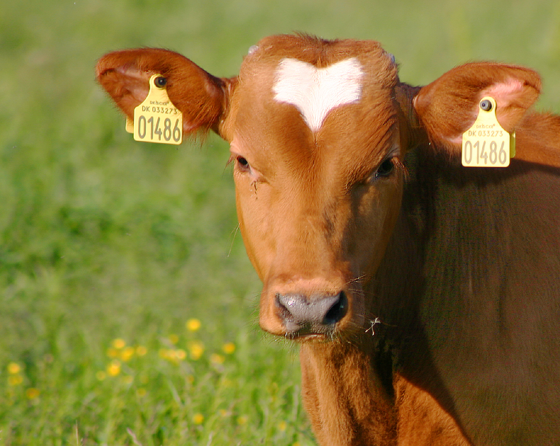 USDA slow walking animal identification Iowa Agribusiness Network