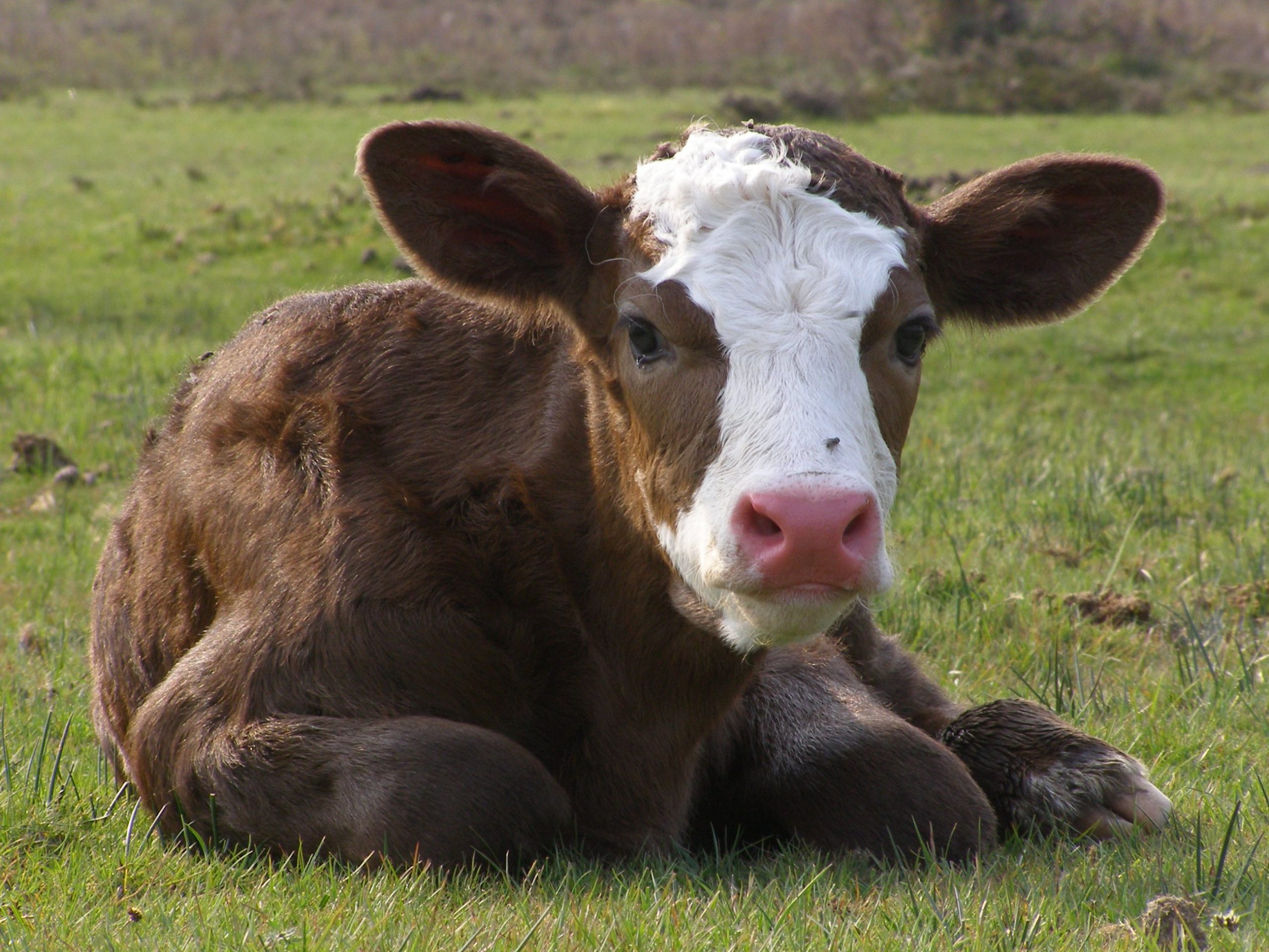 calving-season-preparations-for-iowa-beef-producers-iowa-agribusiness