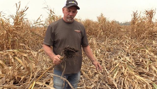 Lance Lillibridge - Corn Rootworm Field