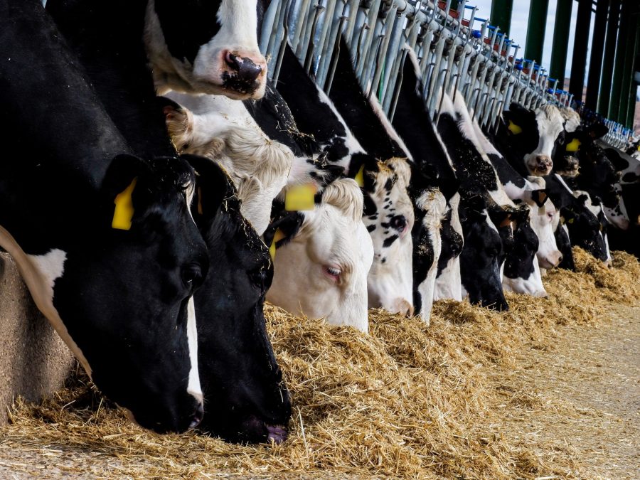 Purina Animal Nutrition talks data management for dairy herds