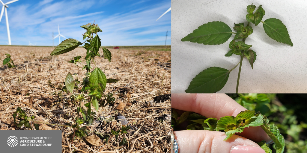 Asian Copperleaf makes it’s third visit to Iowa Iowa Agribusiness Network