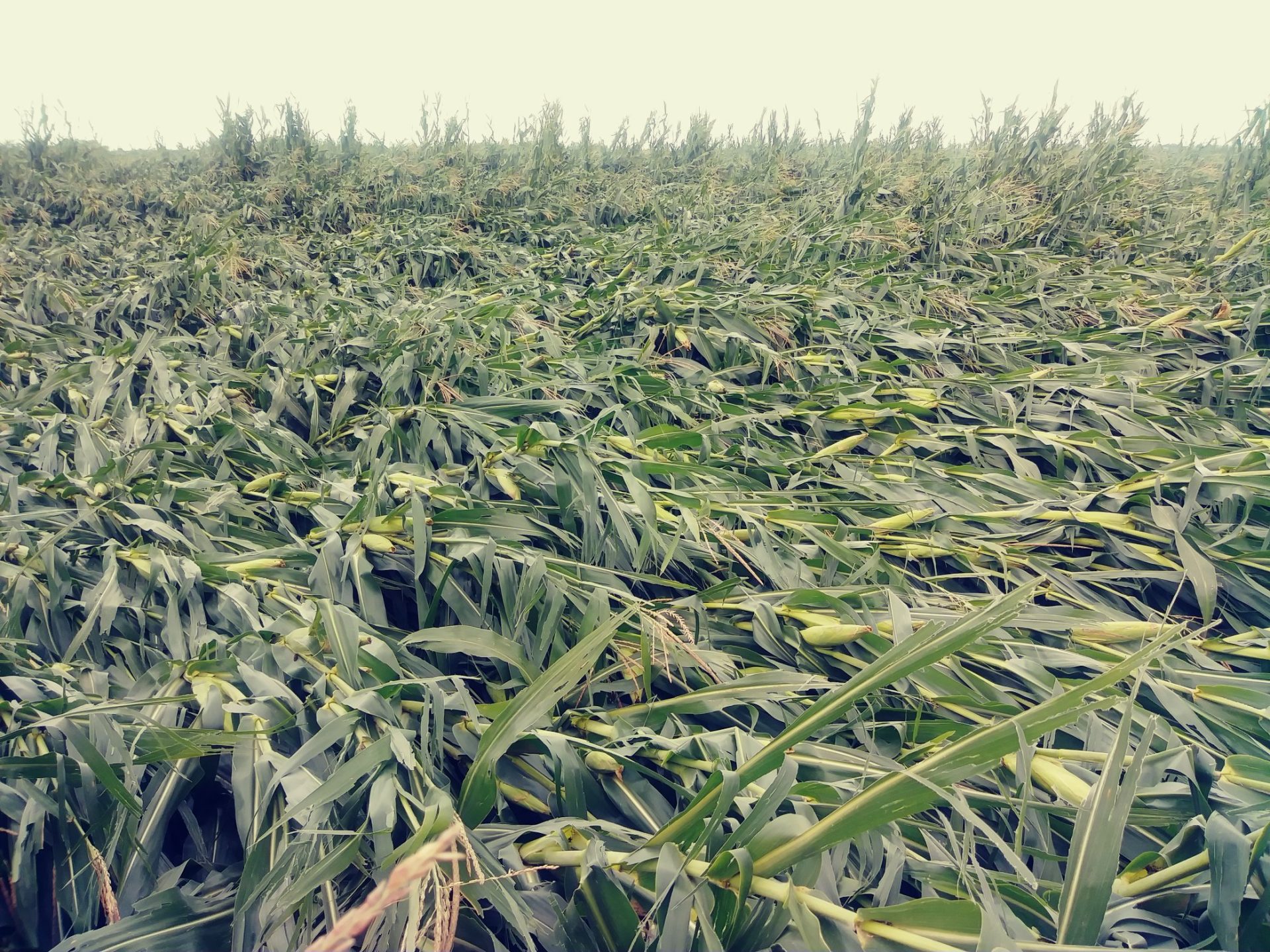 Derecho hits parts of corn belt again Iowa Agribusiness Network