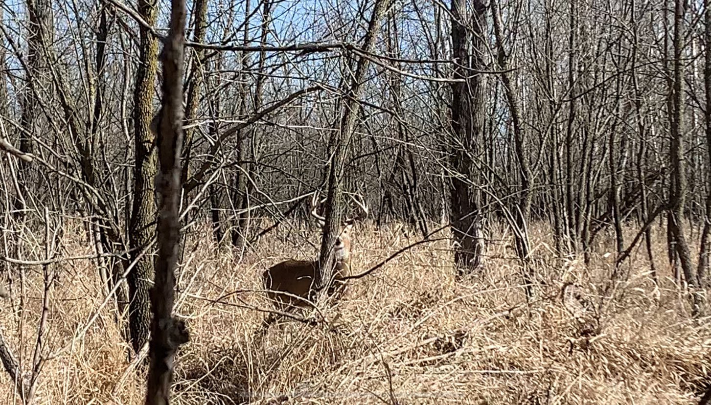 Barnett Blog: The story of ‘The Induction Day Buck’