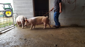 In the barn and out of trouble