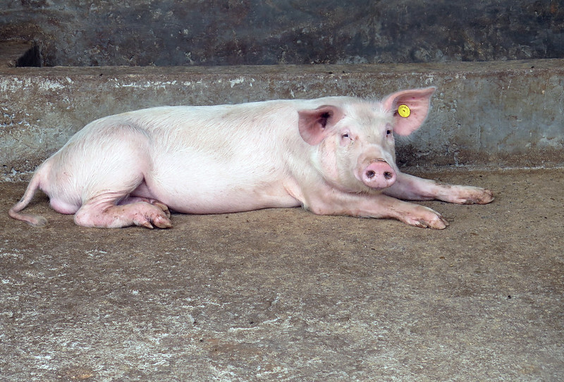 ASF vaccine candidate announced by USDA