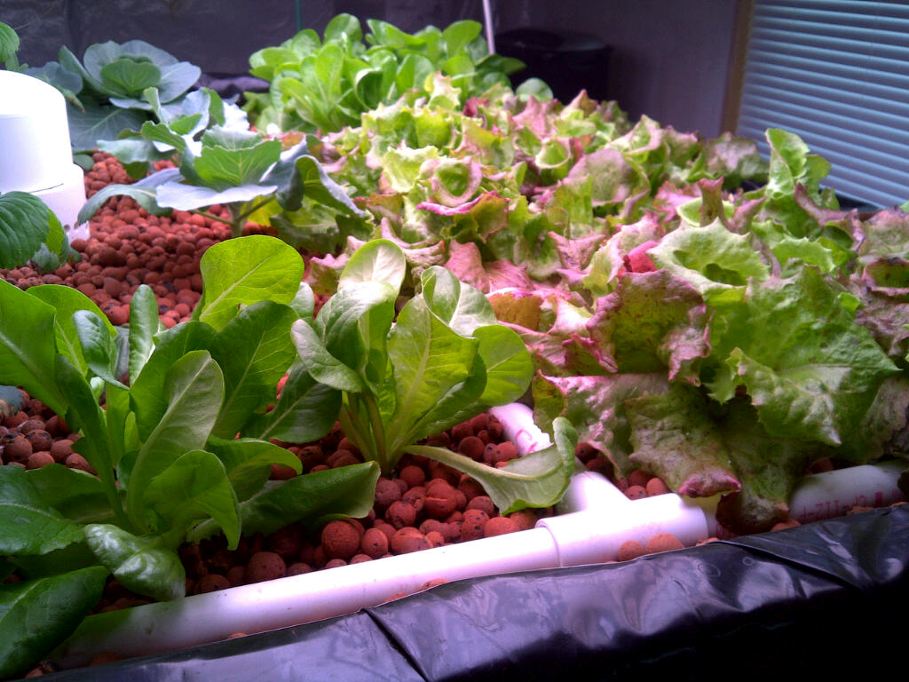 Omaha Man Uses Ancient Methods to Grow Crops