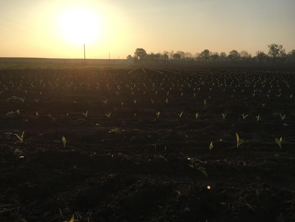 ?Perfect storm? for grain futures, market analyst says