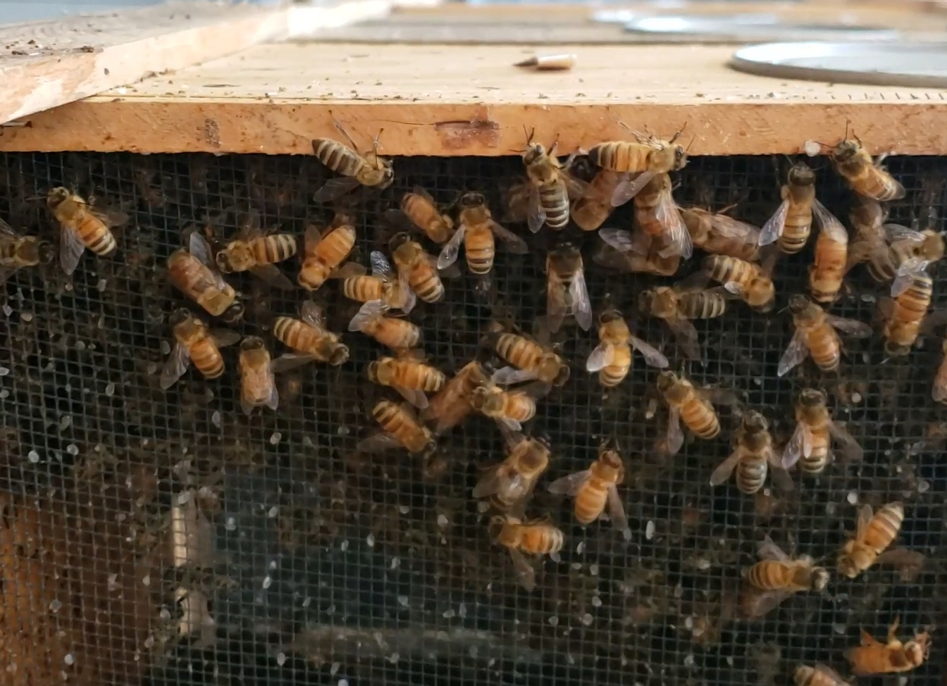 Bee vaccine to be available this spring