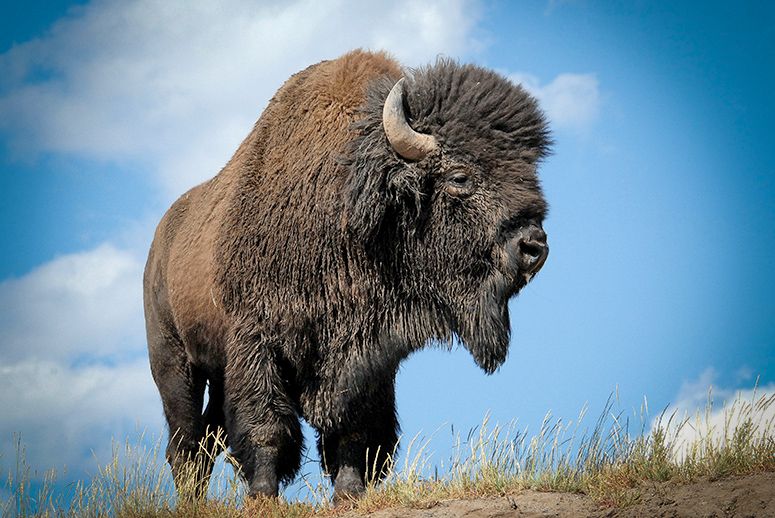 Bison industry celebrates access to Mexico
