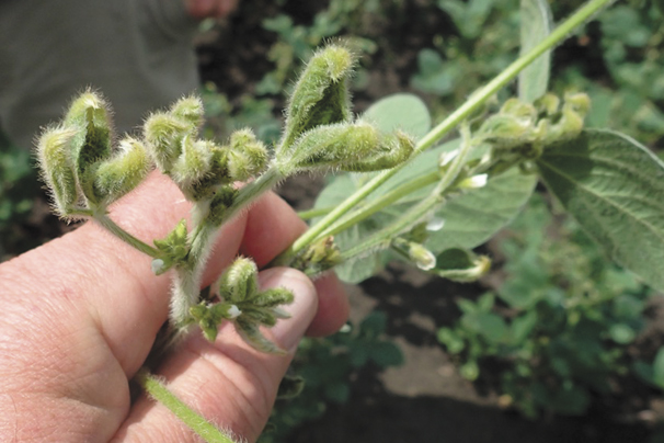 The dicamba dilemma