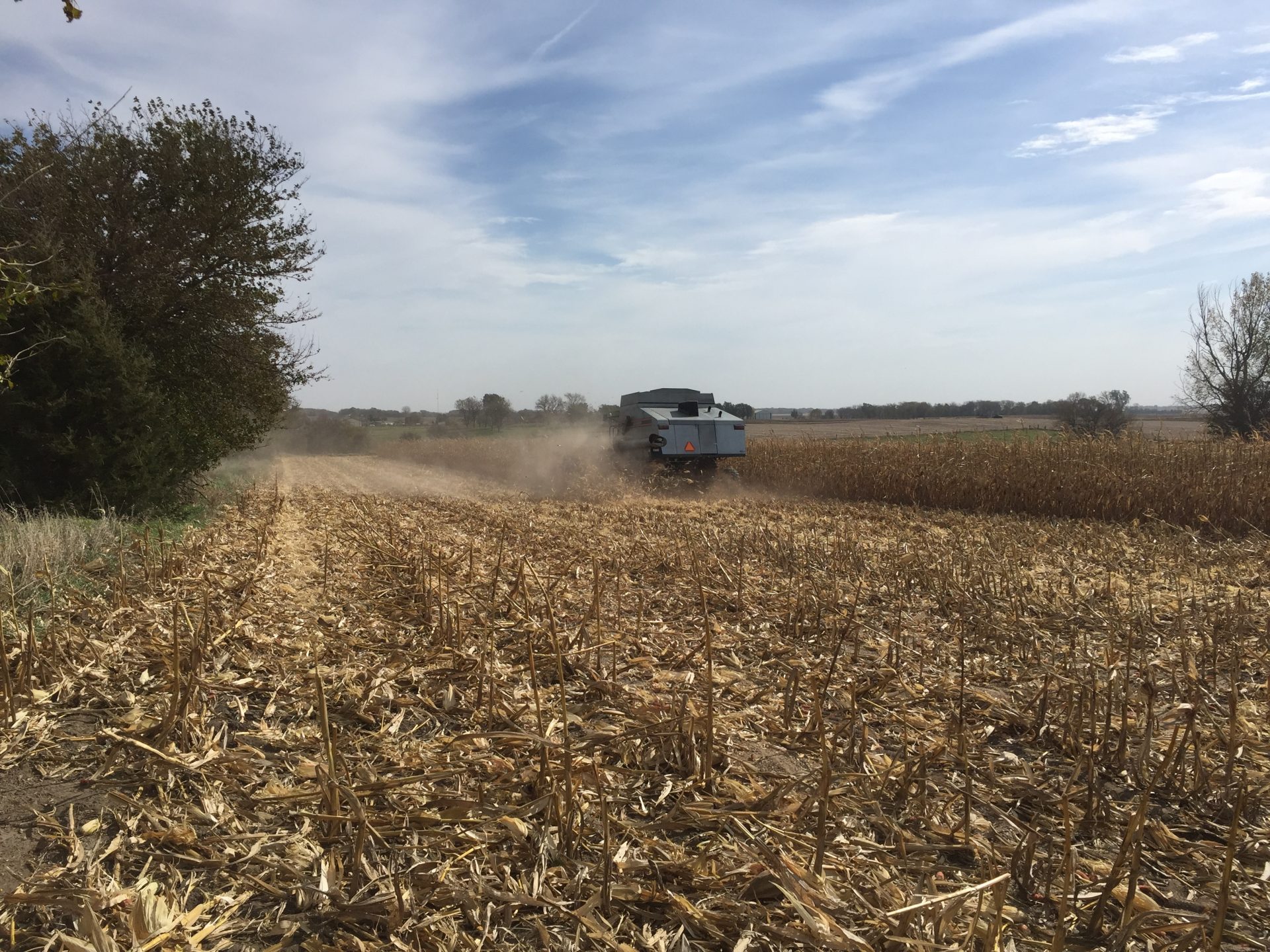 Corn and Standability