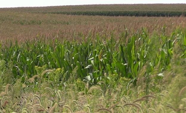 Pro Farmer Crop Tour wraps up with record crop projections