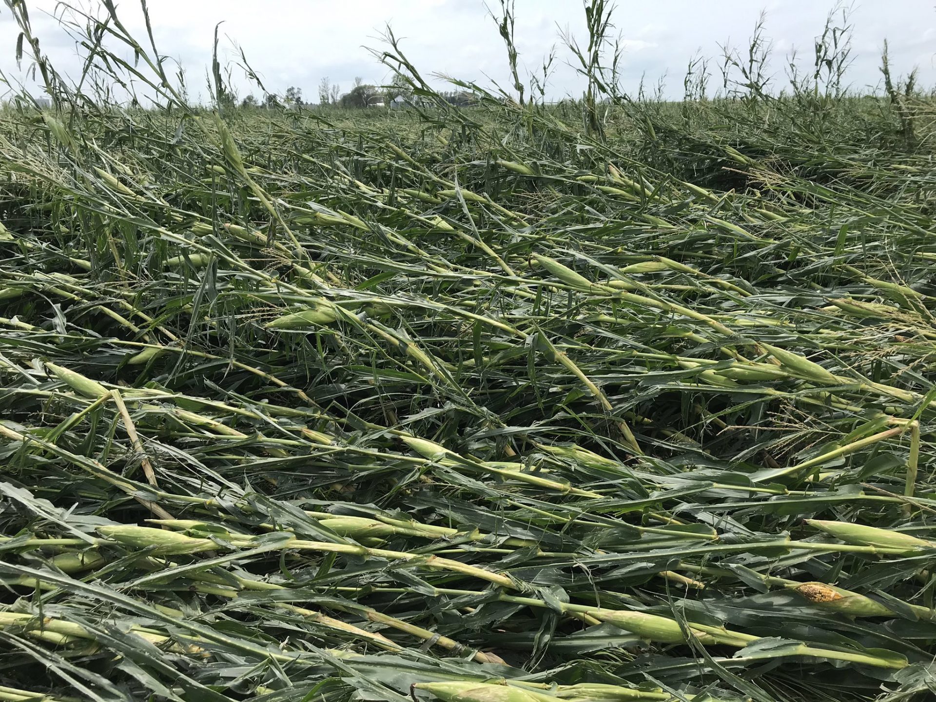 Derecho traveled 770 miles over 14 hours