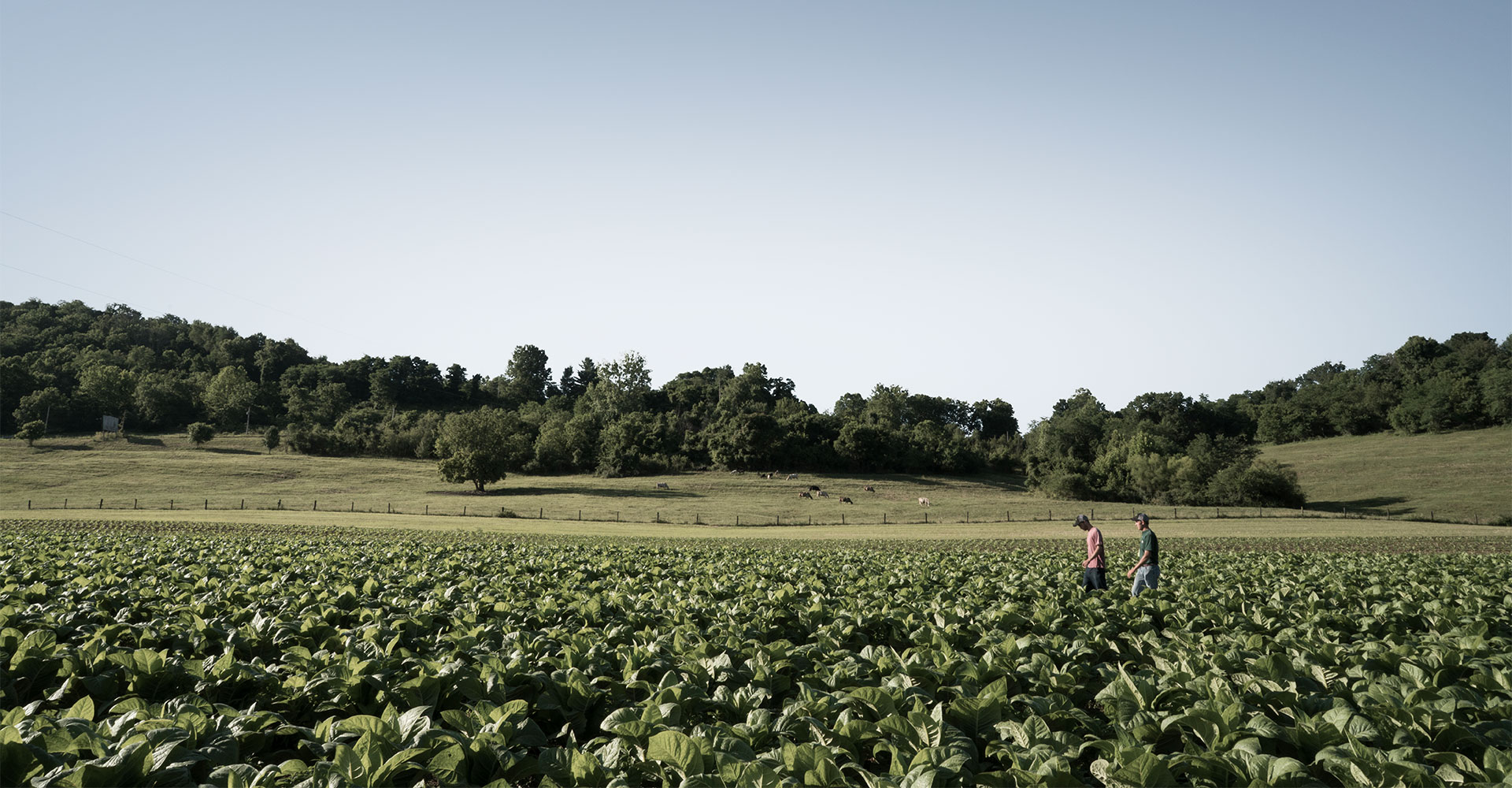 Five Ways to Optimize Your Farm Operating Credit