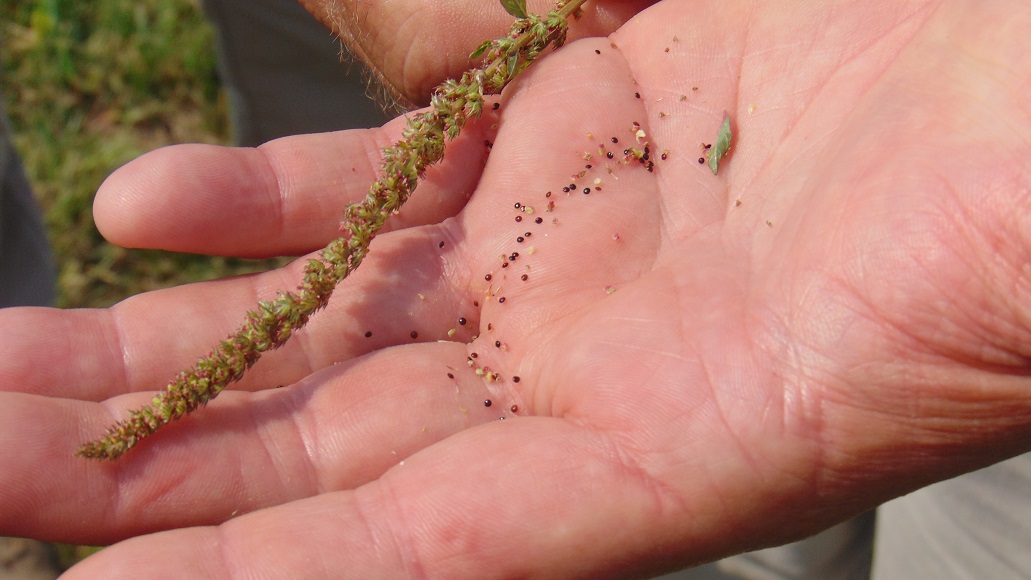 U of MN and Colorado State develop new Palmer Amaranth test