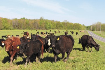 Ramseyers using nature as a blueprint for beef grazing