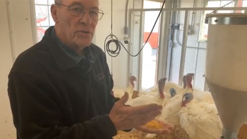 Scott County turkey farmer raising Presidential Flock