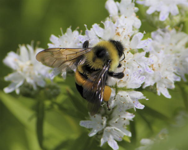 Pollinator prose