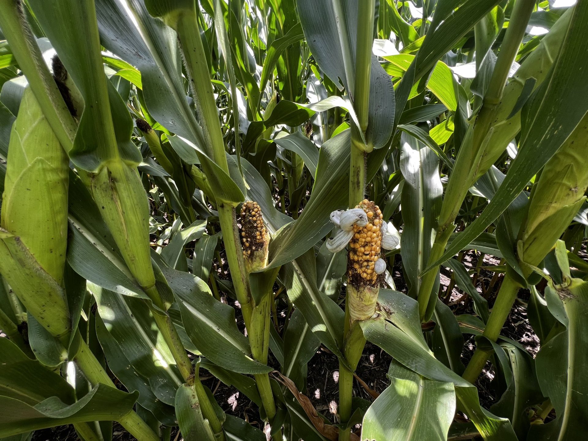 Western Crop Tour finds disappointing numbers in South Dakota