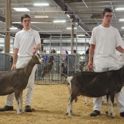 Junior Goat Shows