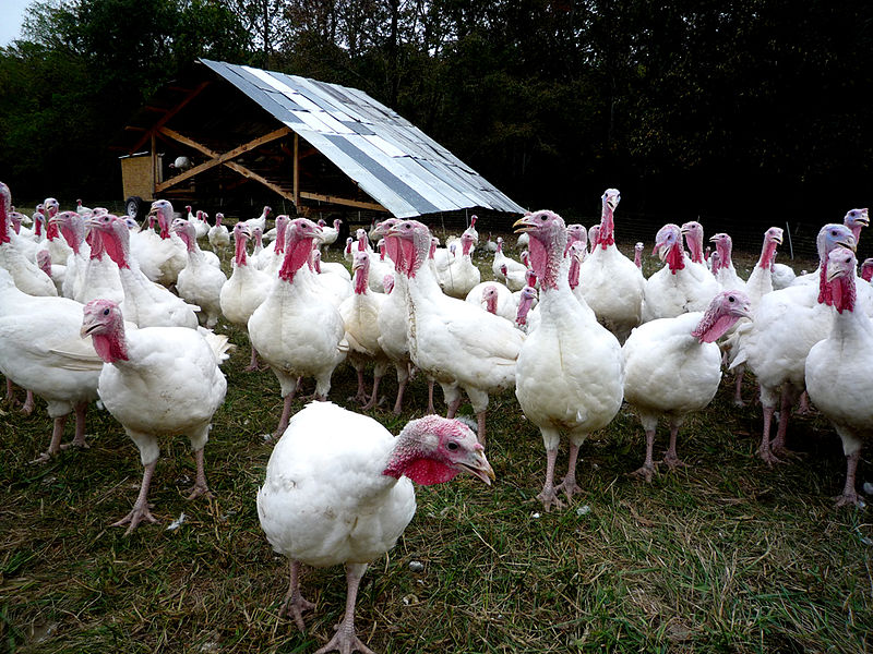Avian Influenza quarantine lifted on 72 commercial sites