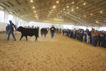 Livestock exhibitions showcase Ohio?s most valuable agricultural crop
