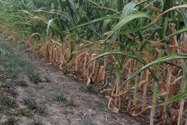 Drought, Prices Weaken Rural Midwest Bankers? Outlook