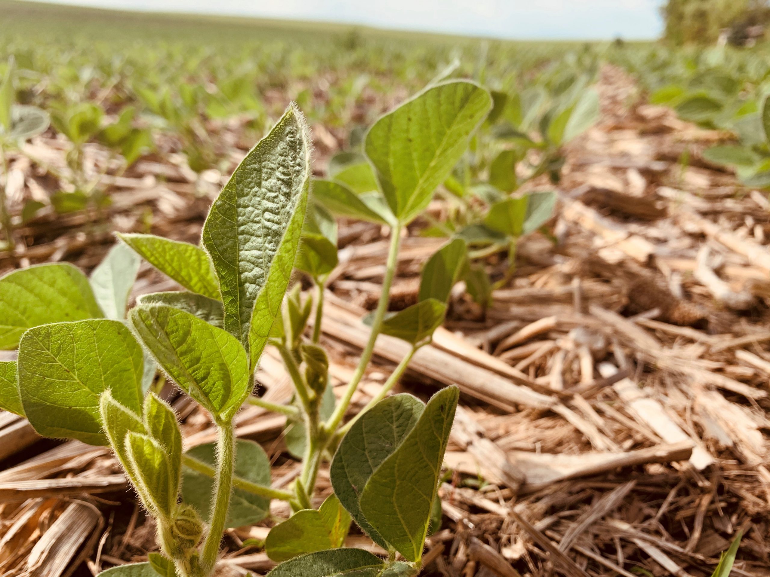 soybeans1623768844-447254381-scaled-1