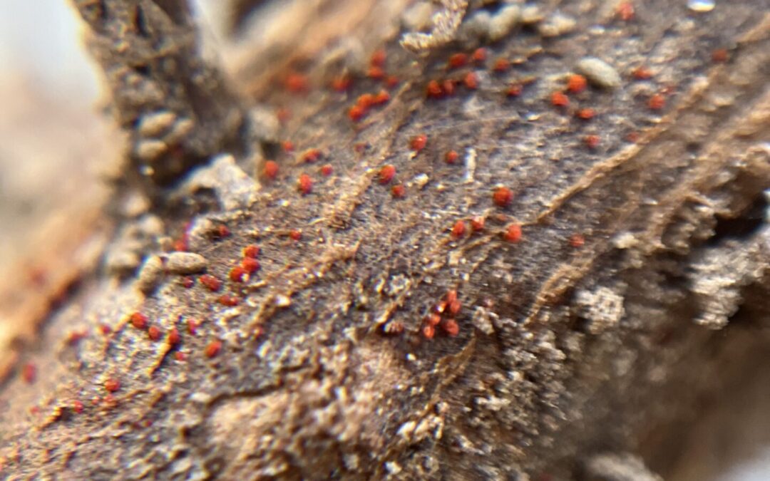 A new threat to soybeans in the Midwest