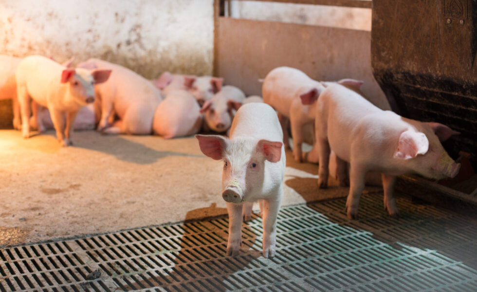 Keys to optimizing a pig's first litter