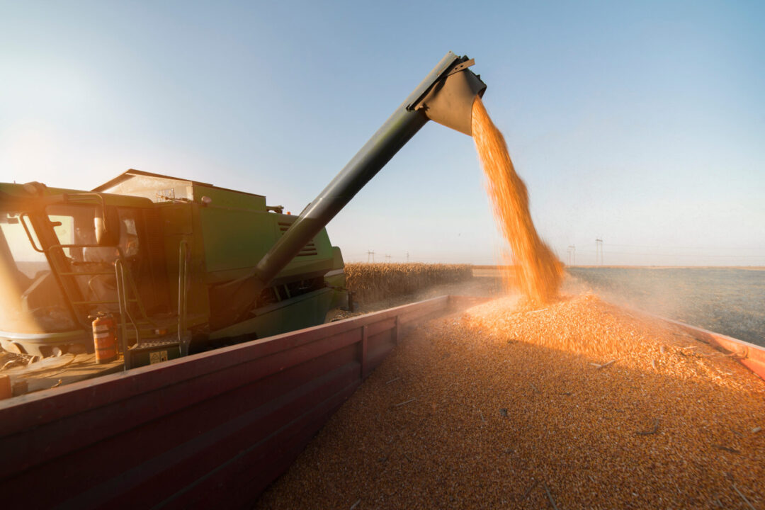 Wasdwe What to expect in the January WASDE report | Iowa Agribusiness Radio ...