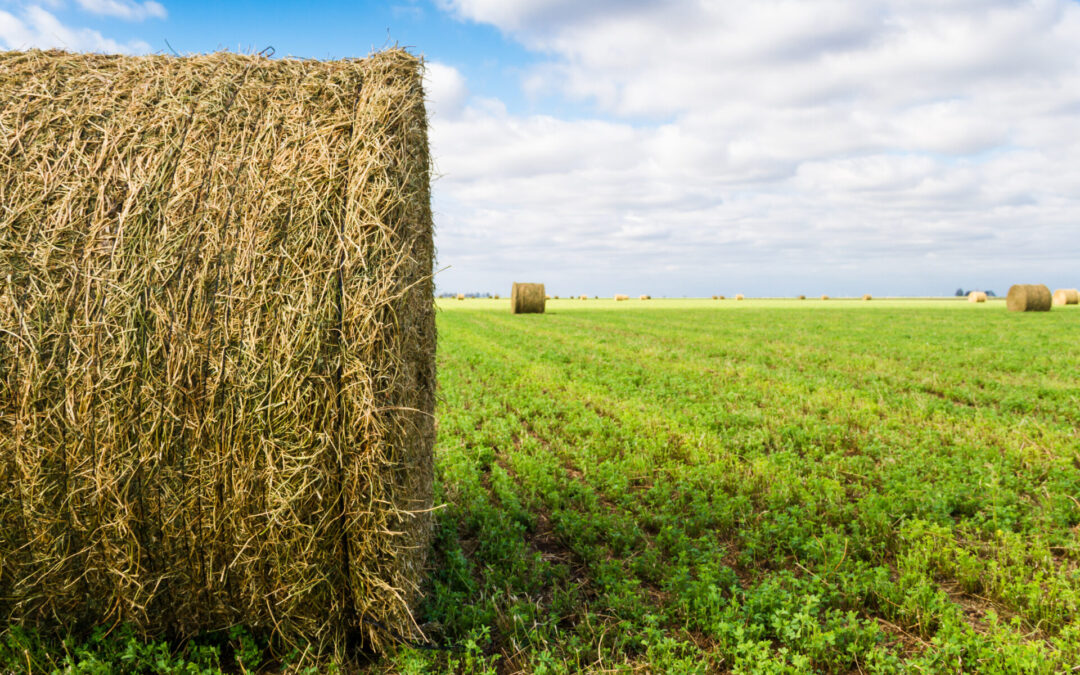 Be cautious of damage to alfalfa this winter