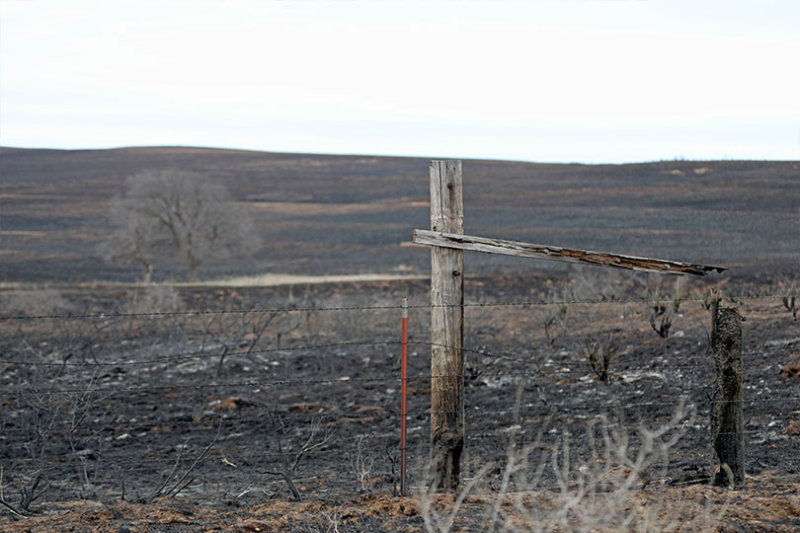 Effects from cattle losses in Texas wildfire could be felt for a while