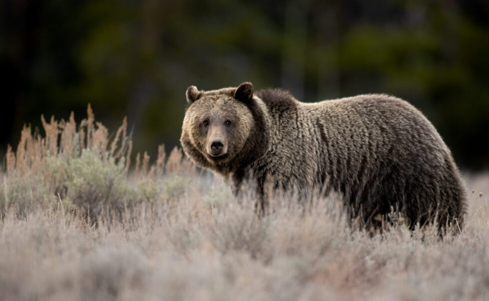 Interior seeks flexibility on predator management