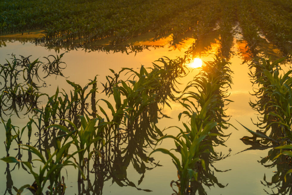 Heavy rain hits crops in central Iowa again