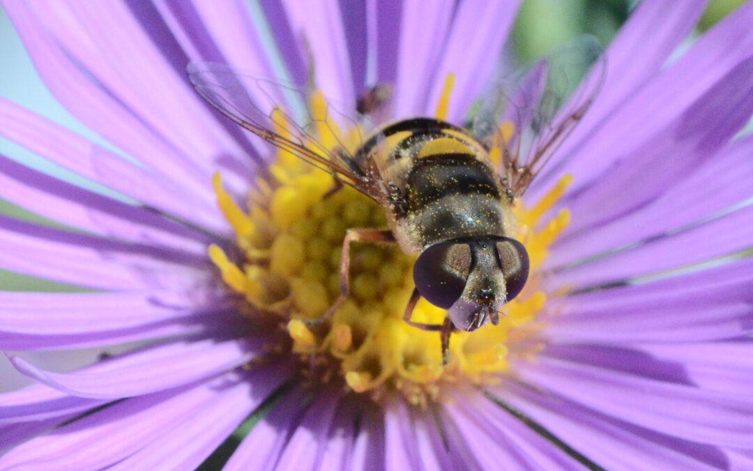Urban farmers can apply for cost-share to boost beneficial insects