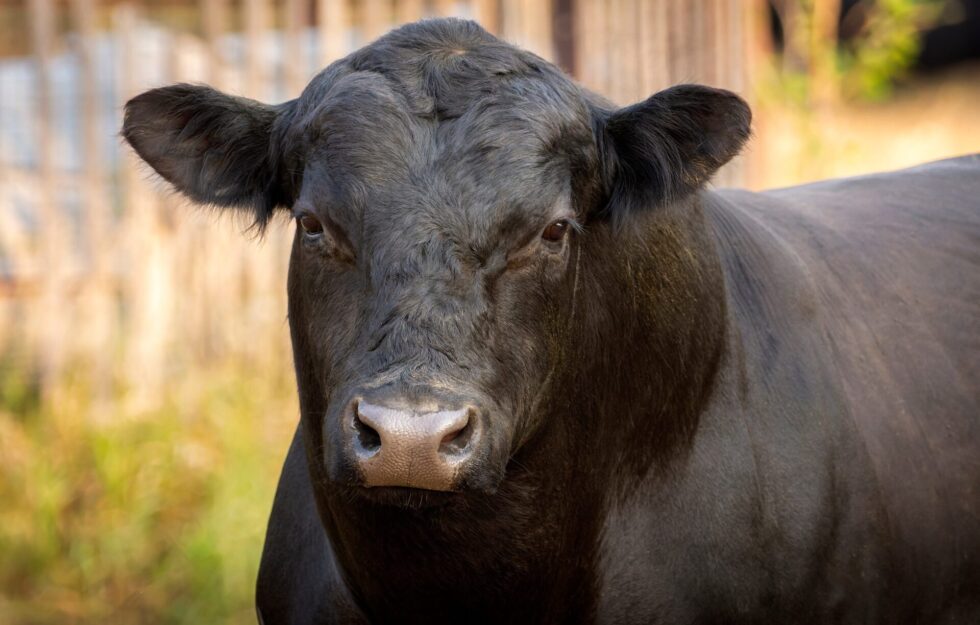 Markets react to July USDA cattle reports
