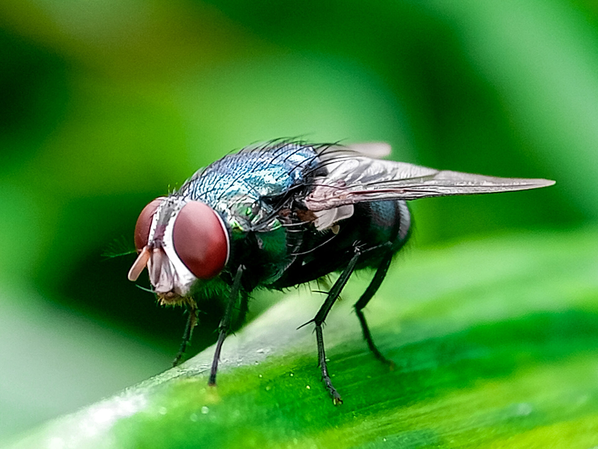 AdobeStock_1135565896 Screwworm Fly