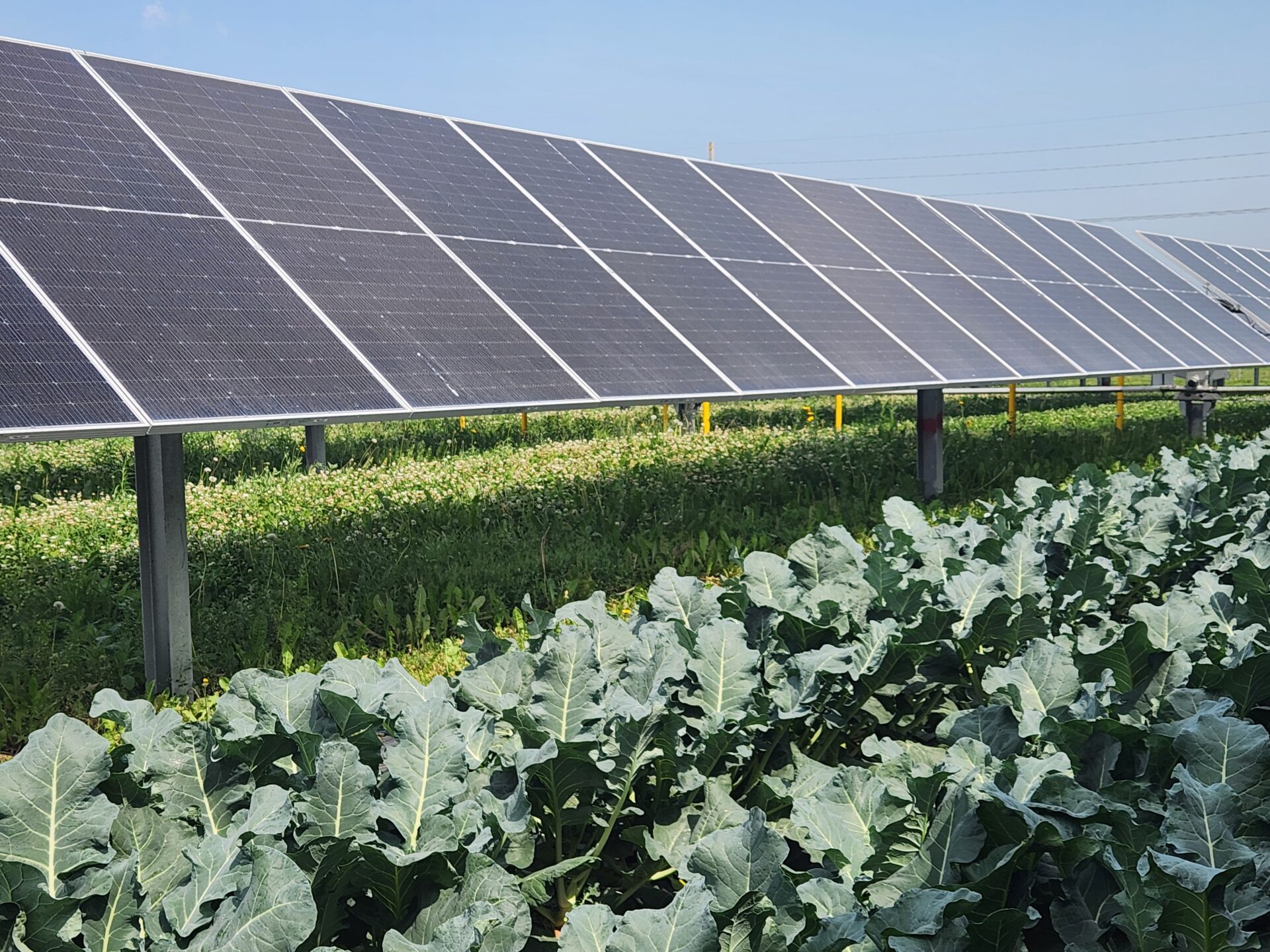 Broccoli growing among solar panels