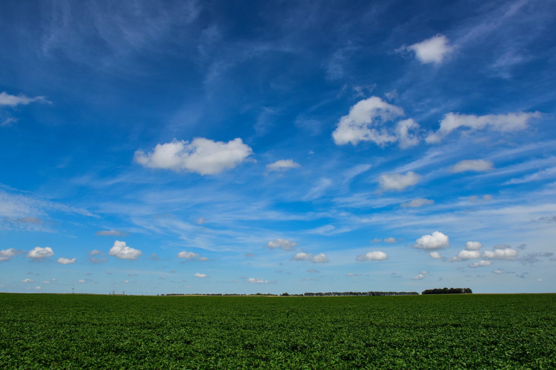 Soybean crop field , in the Buenos Aires Province Countryside, Argentina.