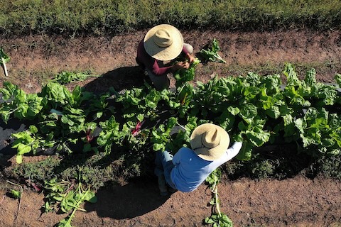 Two webinars will examine impact of excessive farm heat on people and produce