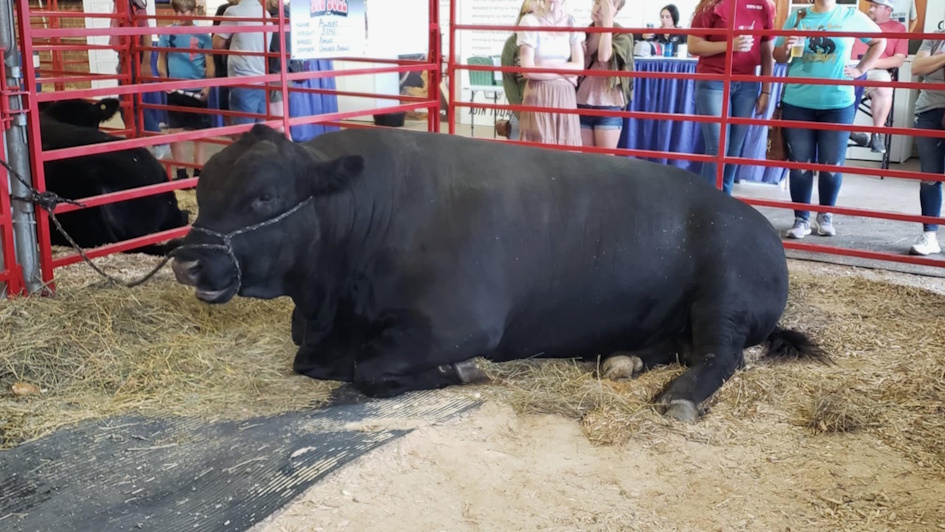 2025 ISF Super Bull contest gets a $5,000 prize bump