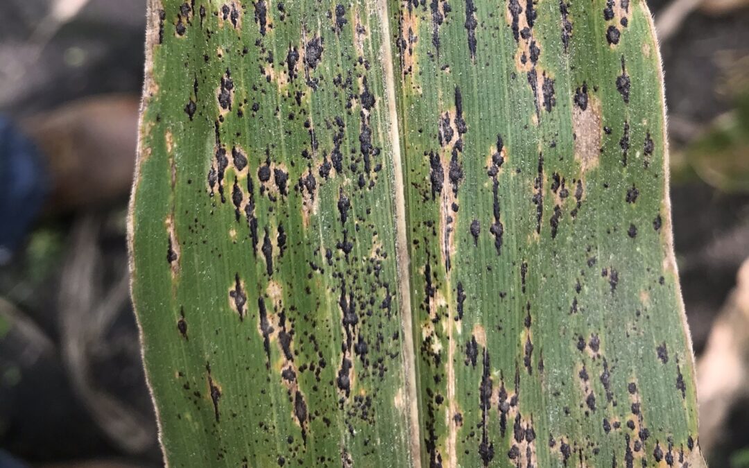 Recent Iowa weather conducive to tar spot development