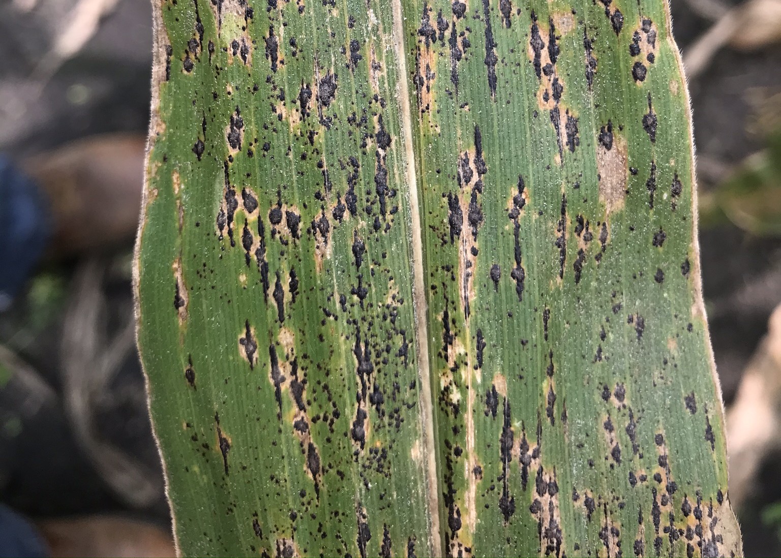 Photo courtesy of LG Seeds.