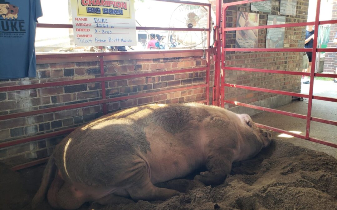 Iowa State Fair crowns 2025 Big Boar champion