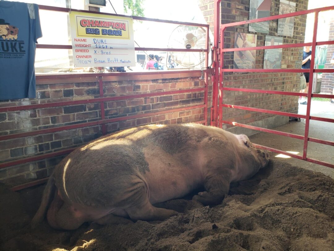 Iowa State Fair Crowns Massive Animal Contest Record-breaking Champions