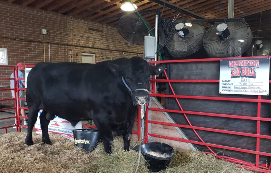 “Bud” claims the crown of Super Bull at the 2025 Iowa State Fair