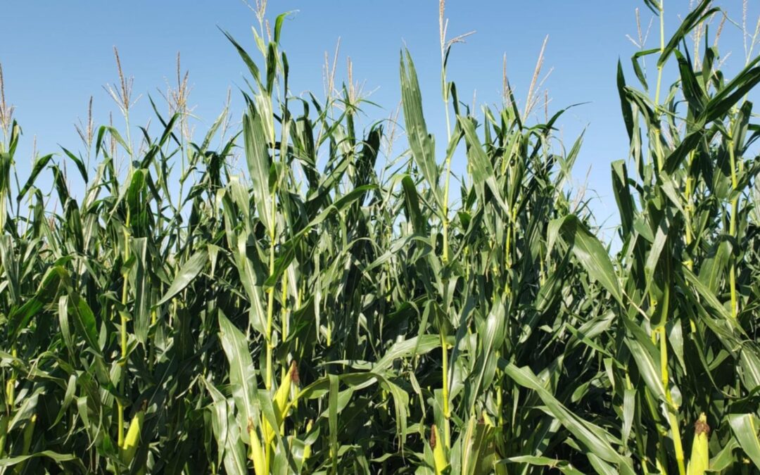 NCGA highlights high production costs amid crisis