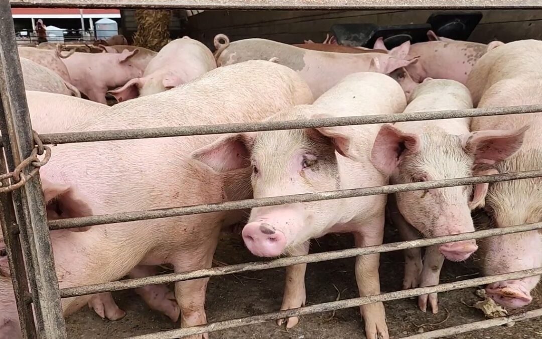 Hog farmers drive demand for U.S. soybeans