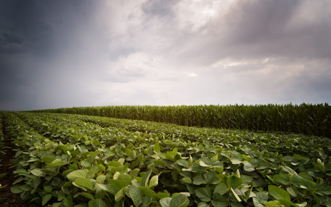 National crop ratings dip, Iowa fares better than most